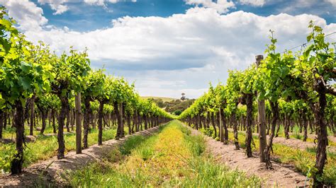 Vineyard vibes. Things To Know About Vineyard vibes. 